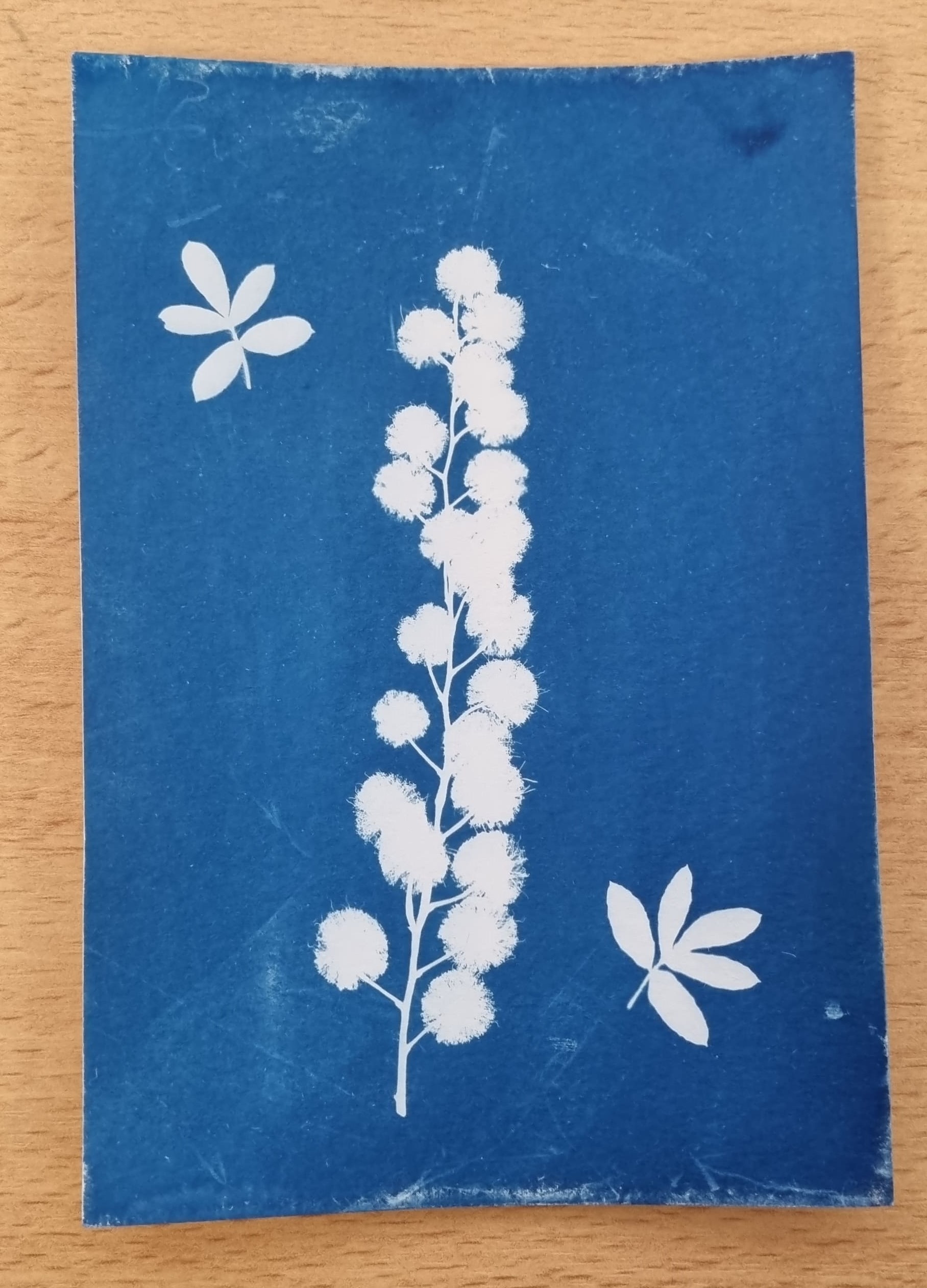 Atelier cyanotype 4.jpg