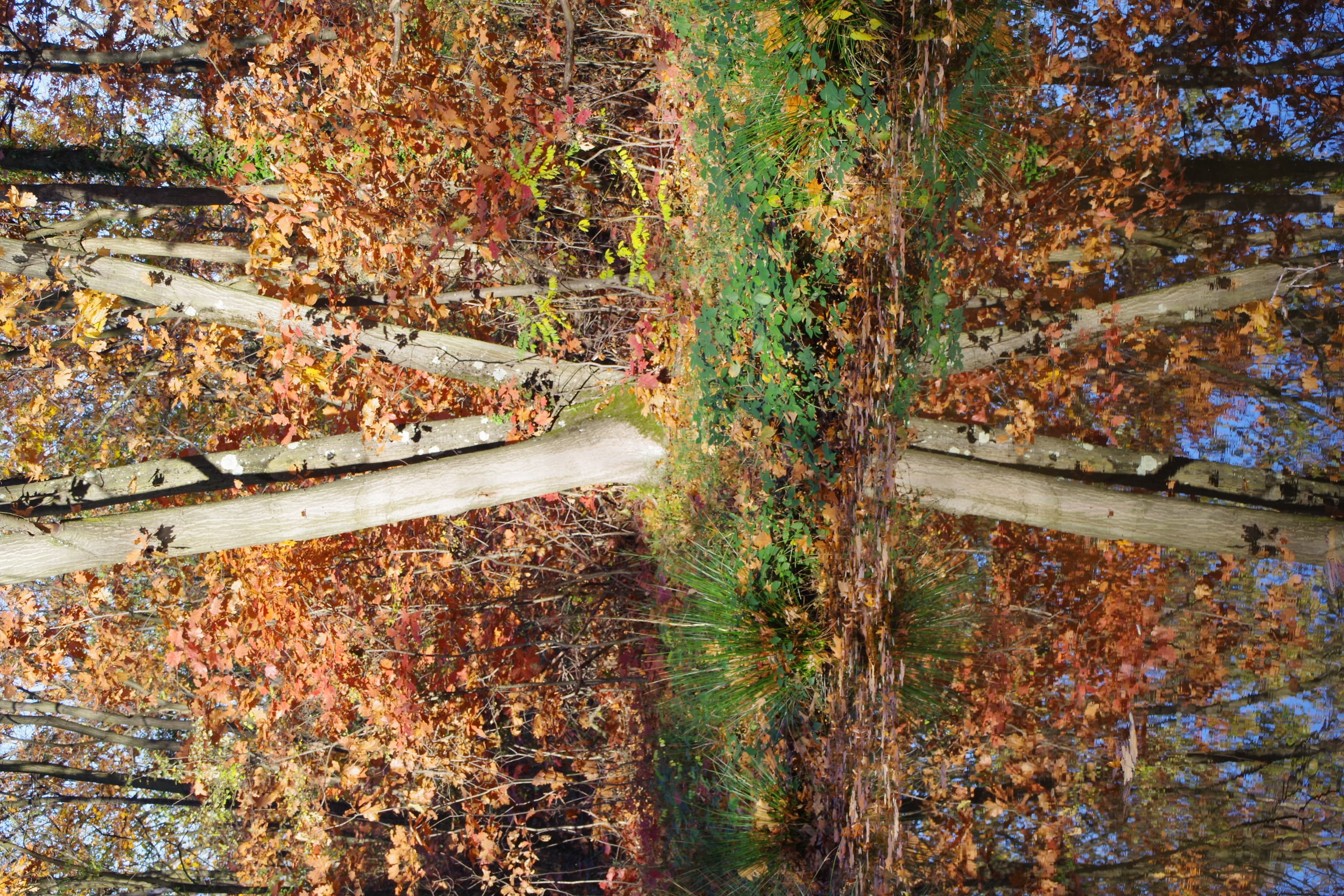 Mare des miroirs - Séverine Bruyas.jpg