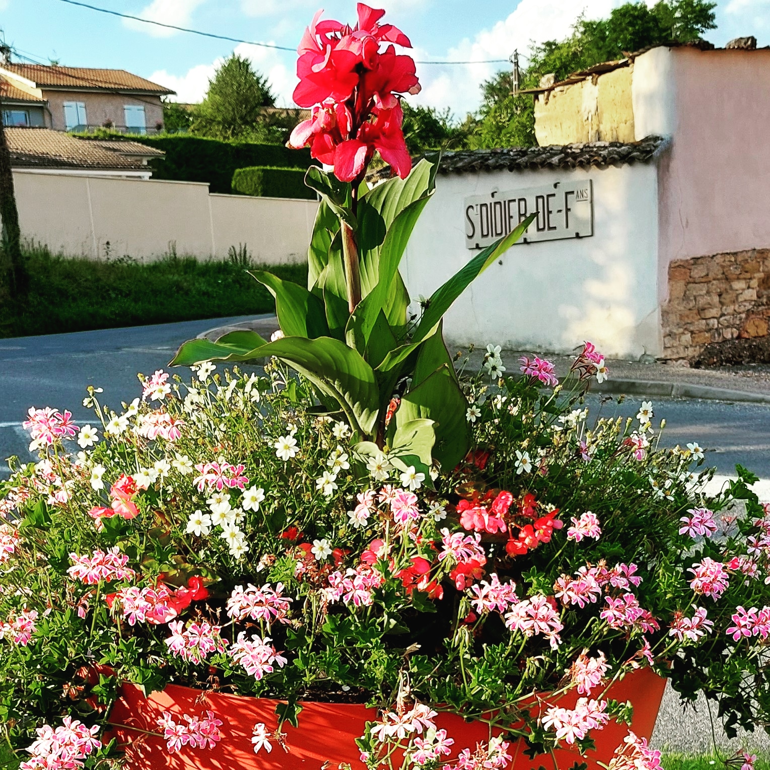 fleurs en pot
