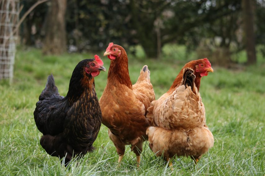 poules.jpg
