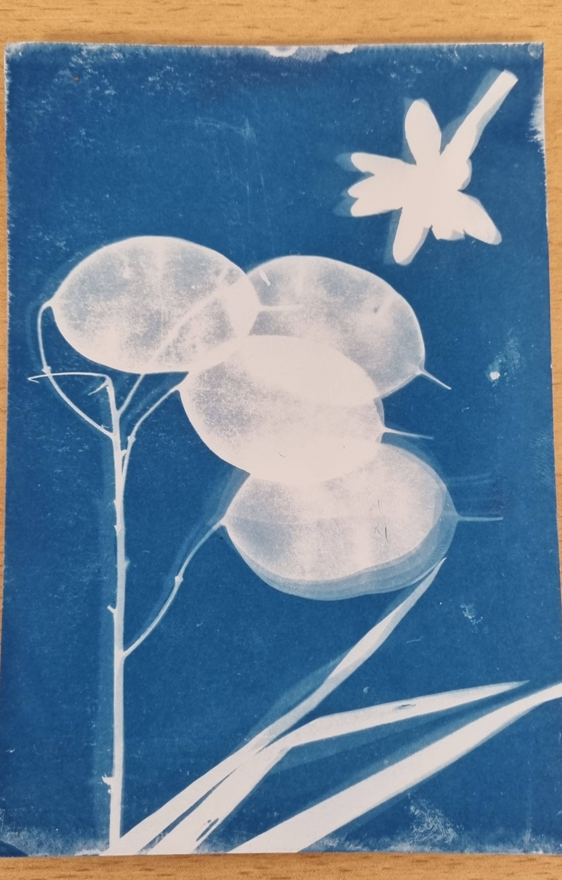 Atelier cyanotype 7.jpg