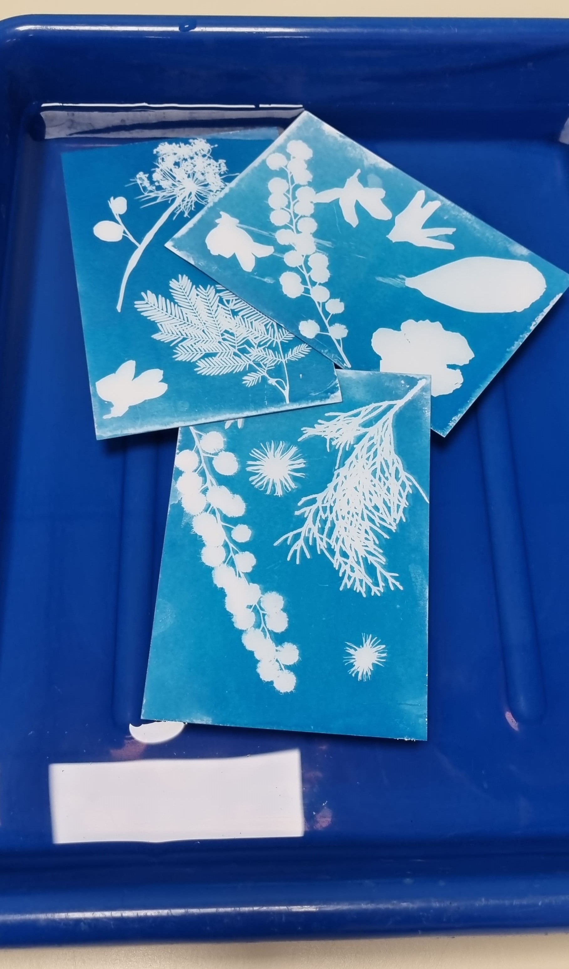 Atelier cyanotype 2.jpg