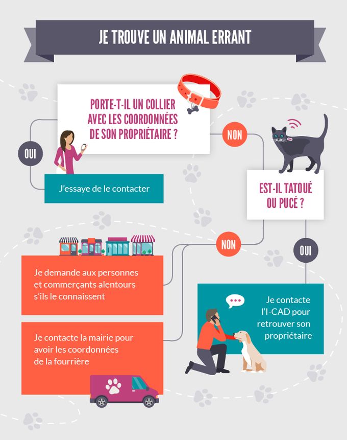 Veterinaire.fr - Je trouve un animal errant que faire.jpg