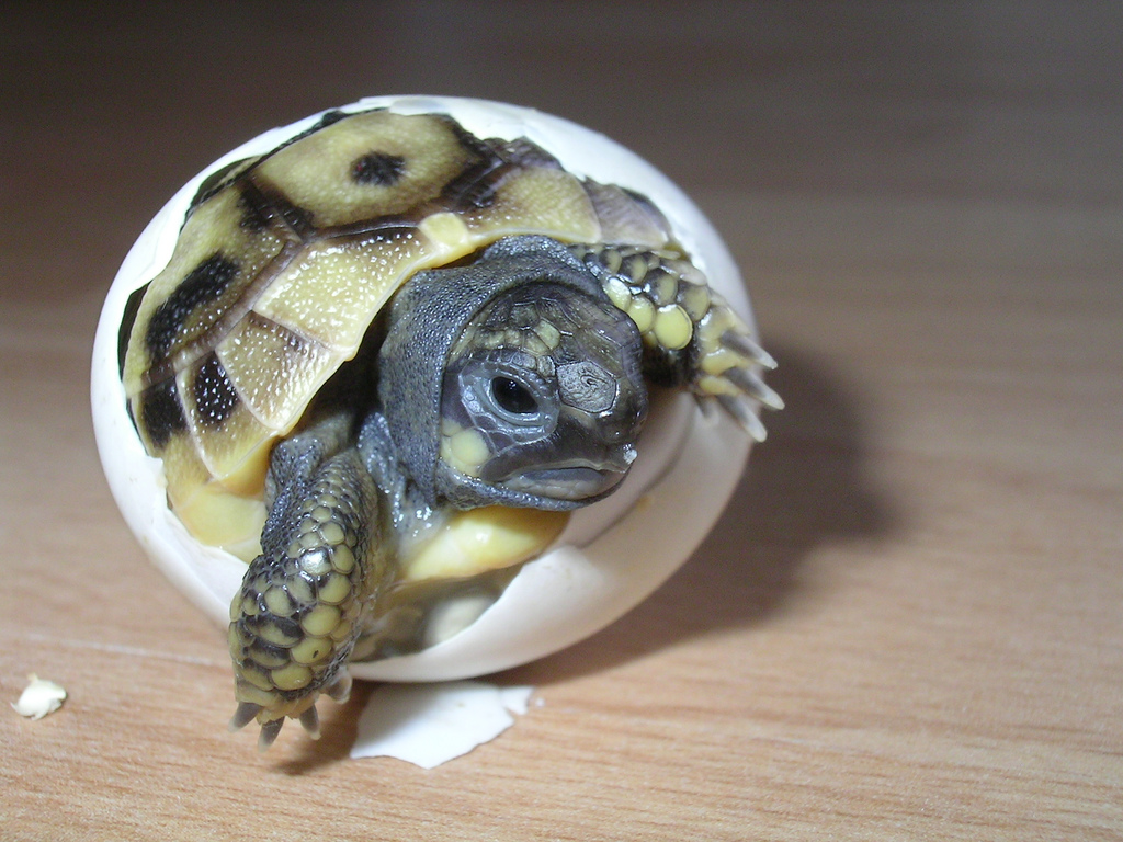 tortue bb.jpg