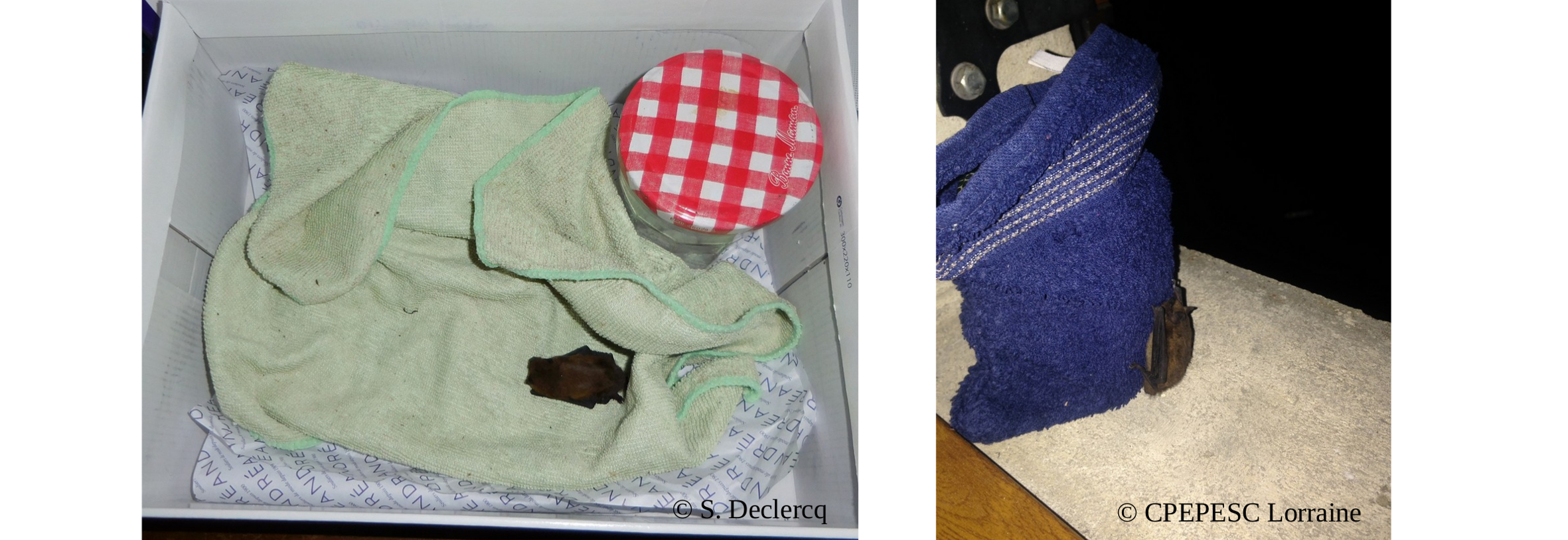 condition animale-chauve souris boite.jpg