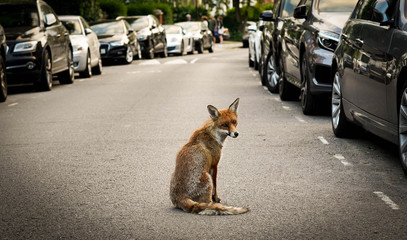 Renard en ville _adobestock LDD_.jpg