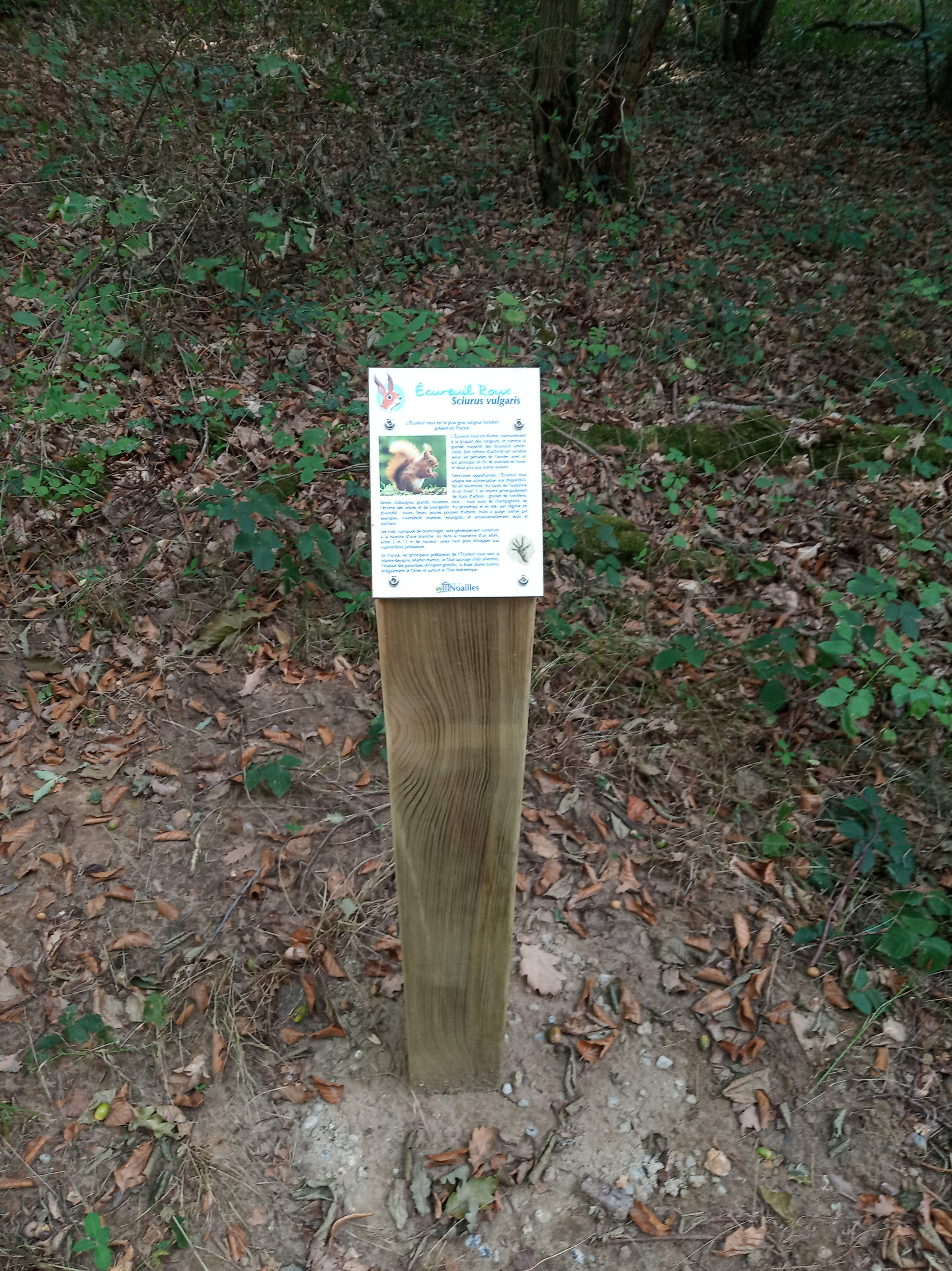 Bois du Larris - Ecureuil.jpg