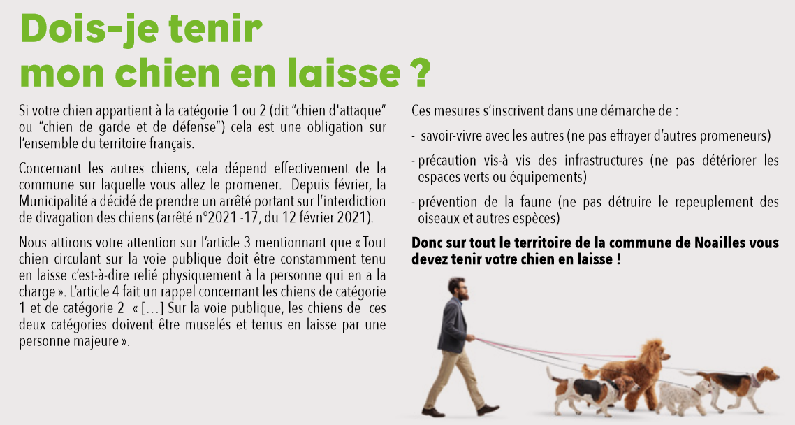 dois-je tenir mon chien en laisse.png