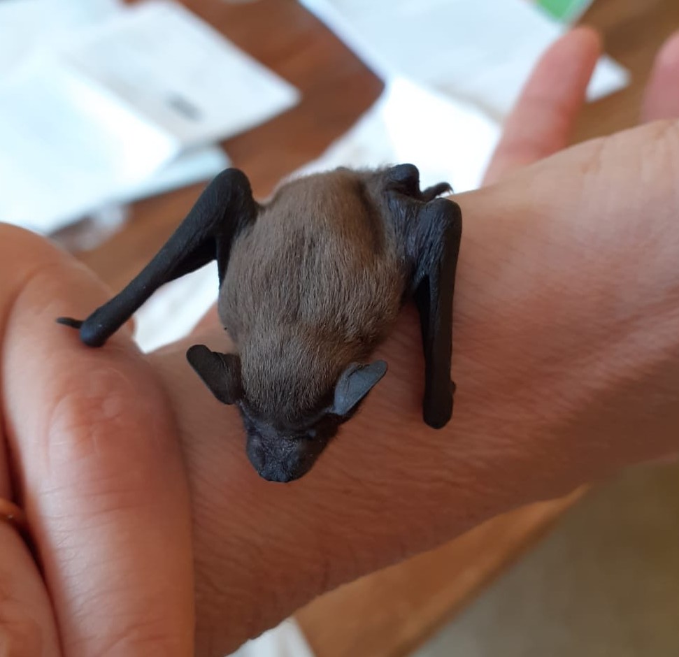 BB chauve souris.jpg