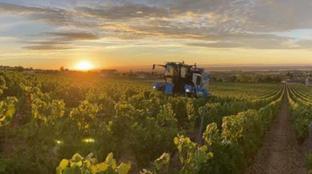 des-vendanges-face-a-la-secheresse.jpg