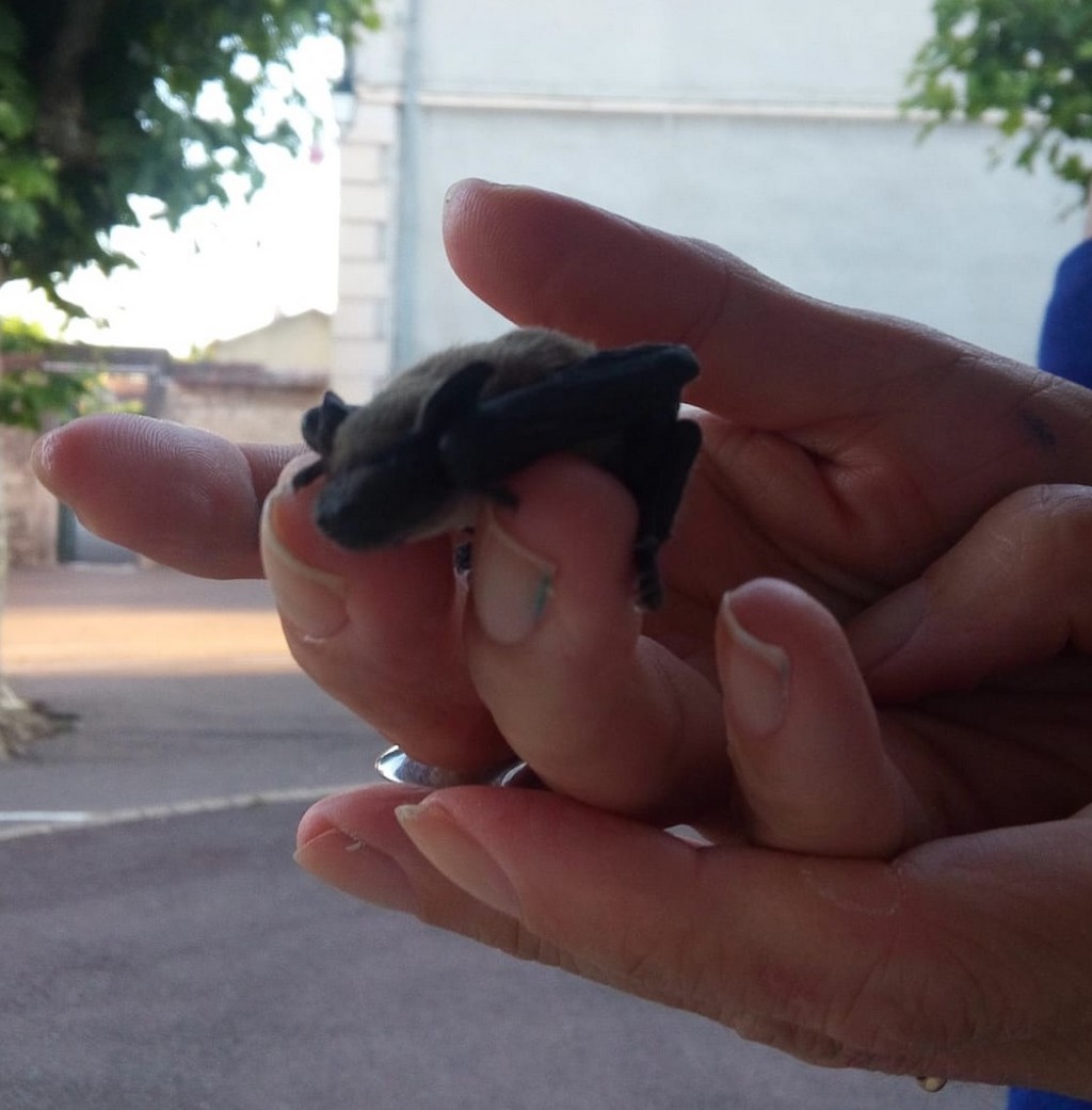 BB chauve souris 3.jpg