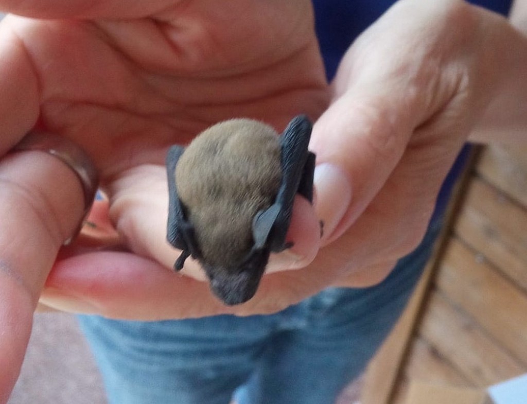 BB chauve souris 2.jpg