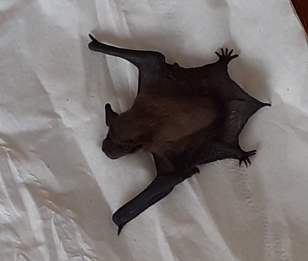 BB chauve souris 4.jpg