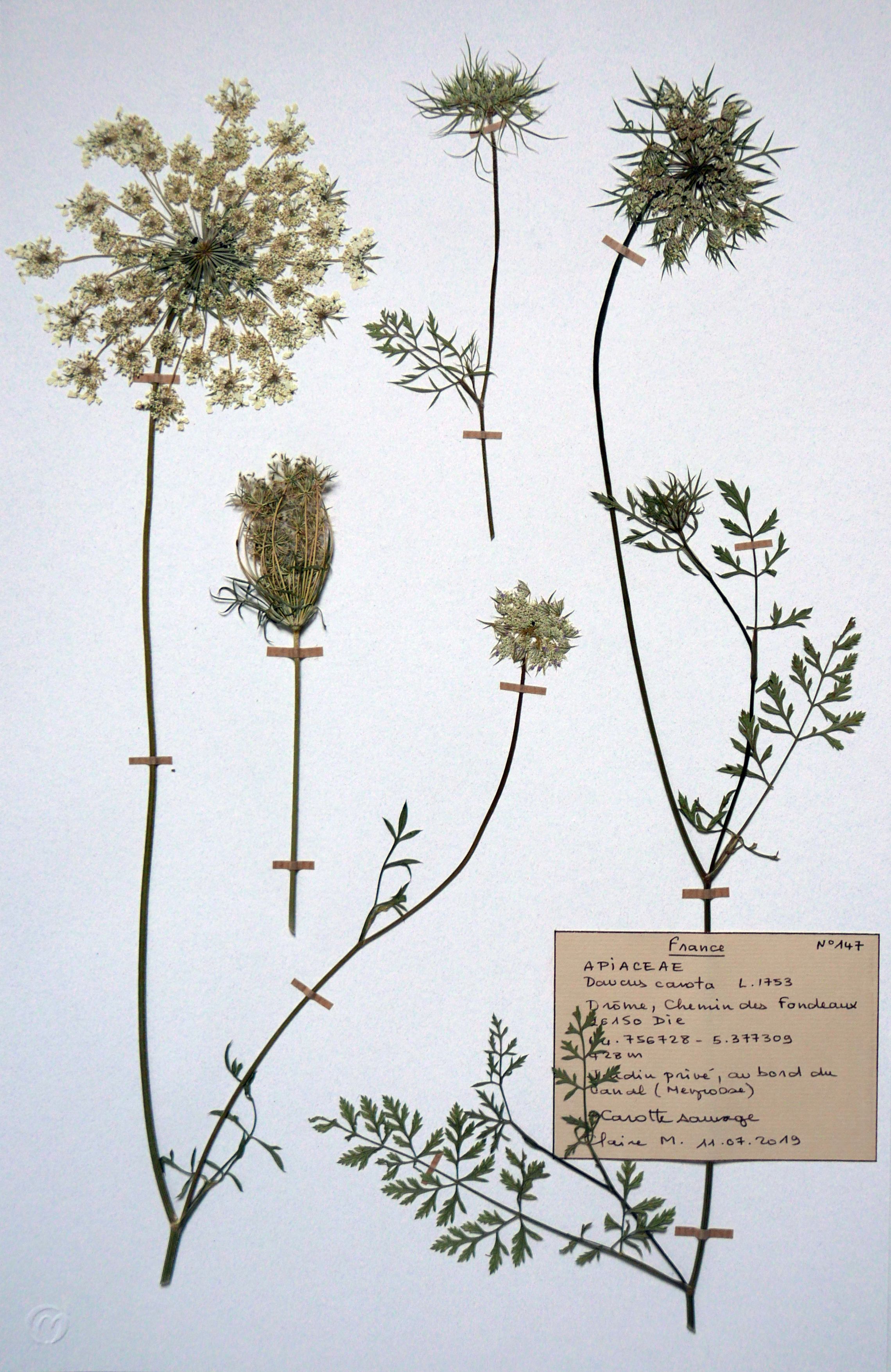 Herbier Claire Macé 1.JPG