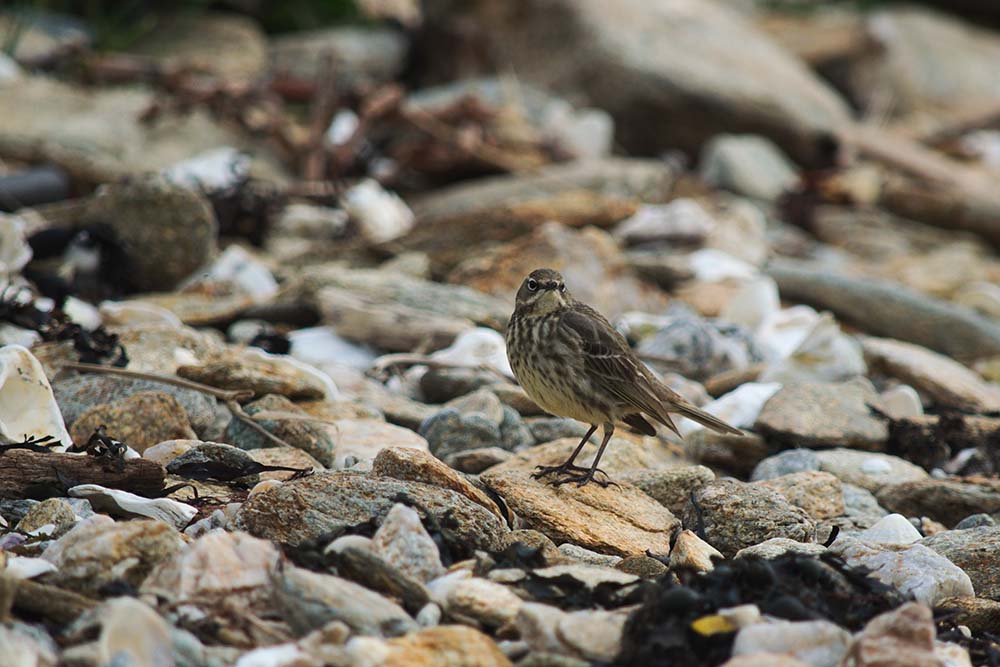 CAP - Pipit_maritime_20210331 BD.jpg