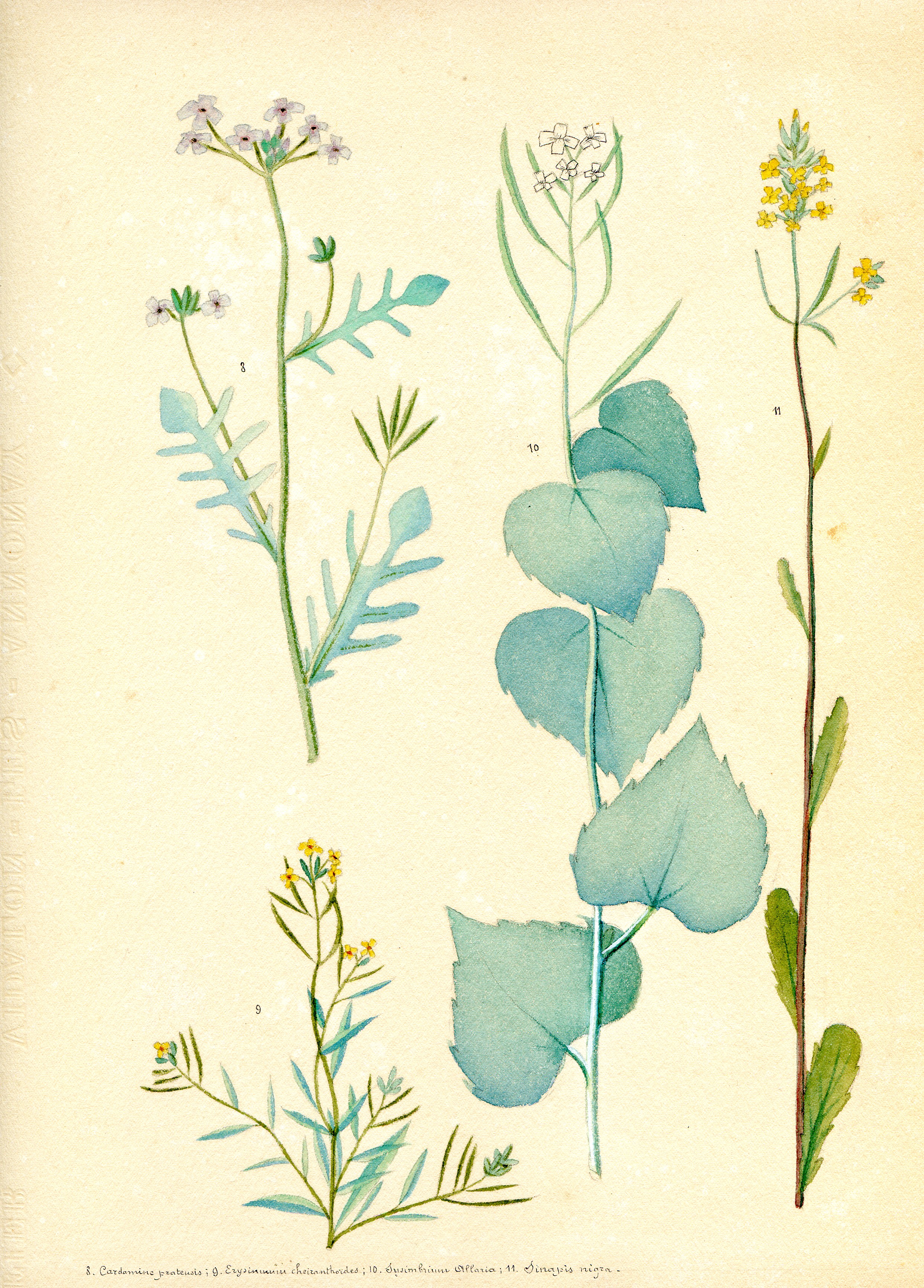 Herbier Paul Maurice 1.jpg