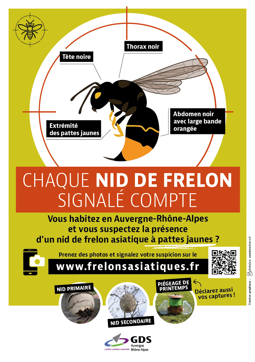 Chaque-nid-de-frelon-signale-compte.jpg