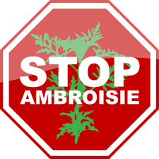 stop ambroisie.png