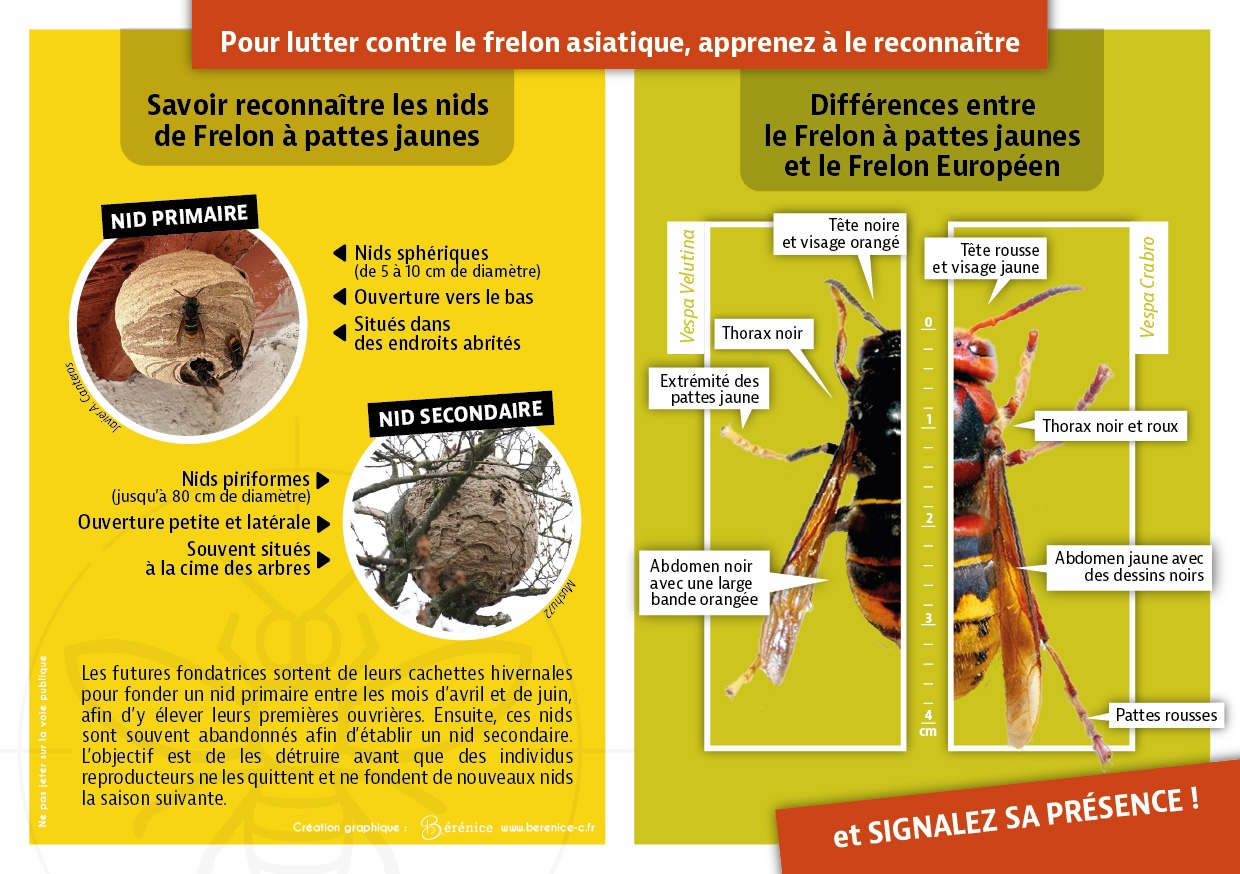 Reconnaitre-le-frelon-a-pattes-jaunes.jpg