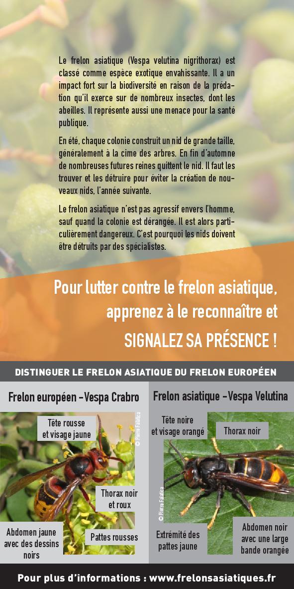 Flyer signalez le Frelon asiatique_2021-page-002.jpg