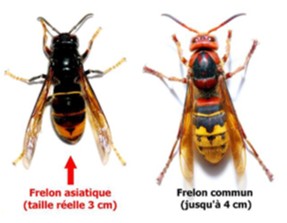 FRELON.jpg