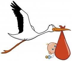 cigogne naissance.jpg