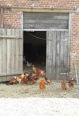 poules-ferme-abreuvoir-Roy-Boissy-02-07-19.jpg