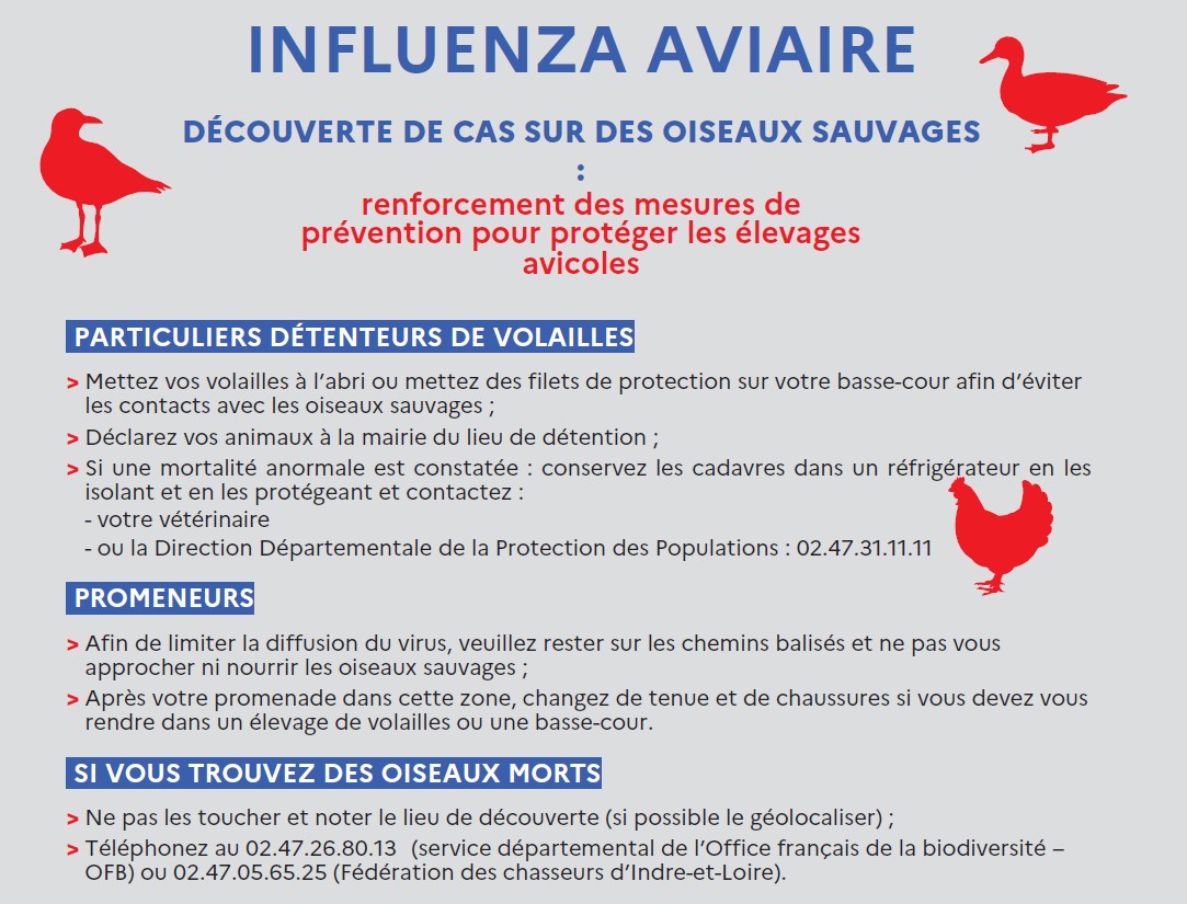 Influenza Aviaire 1.jpg