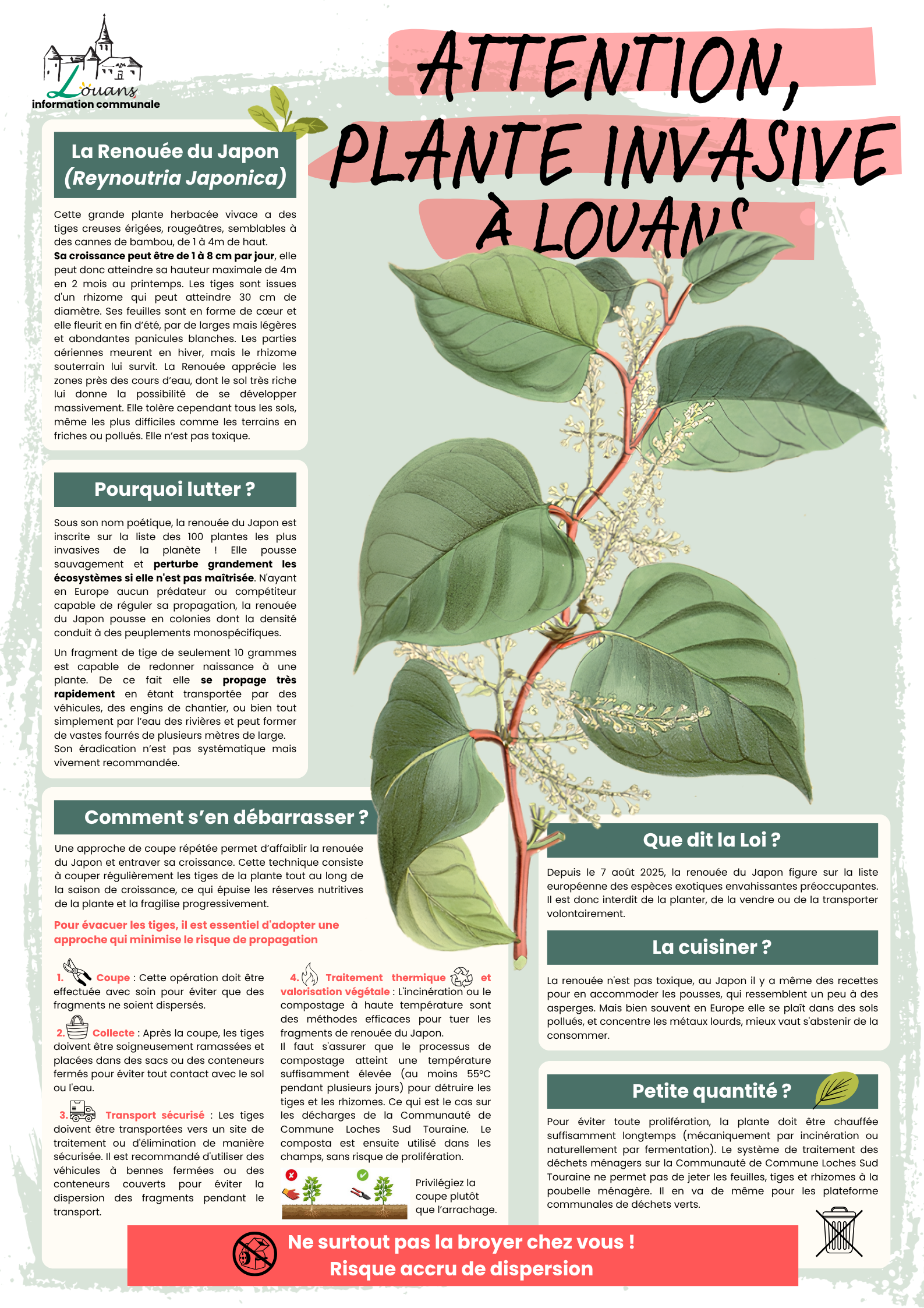 Renouée du Japon_INVASIVE.png