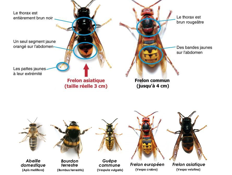 Frelon asiatique.png