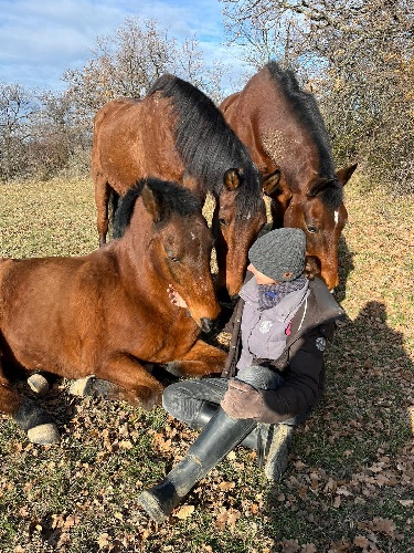chevaux.jpg
