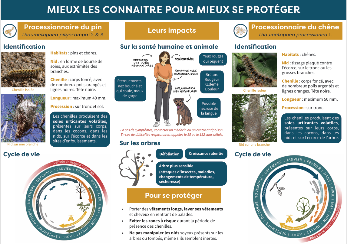 chenillepourweb.png