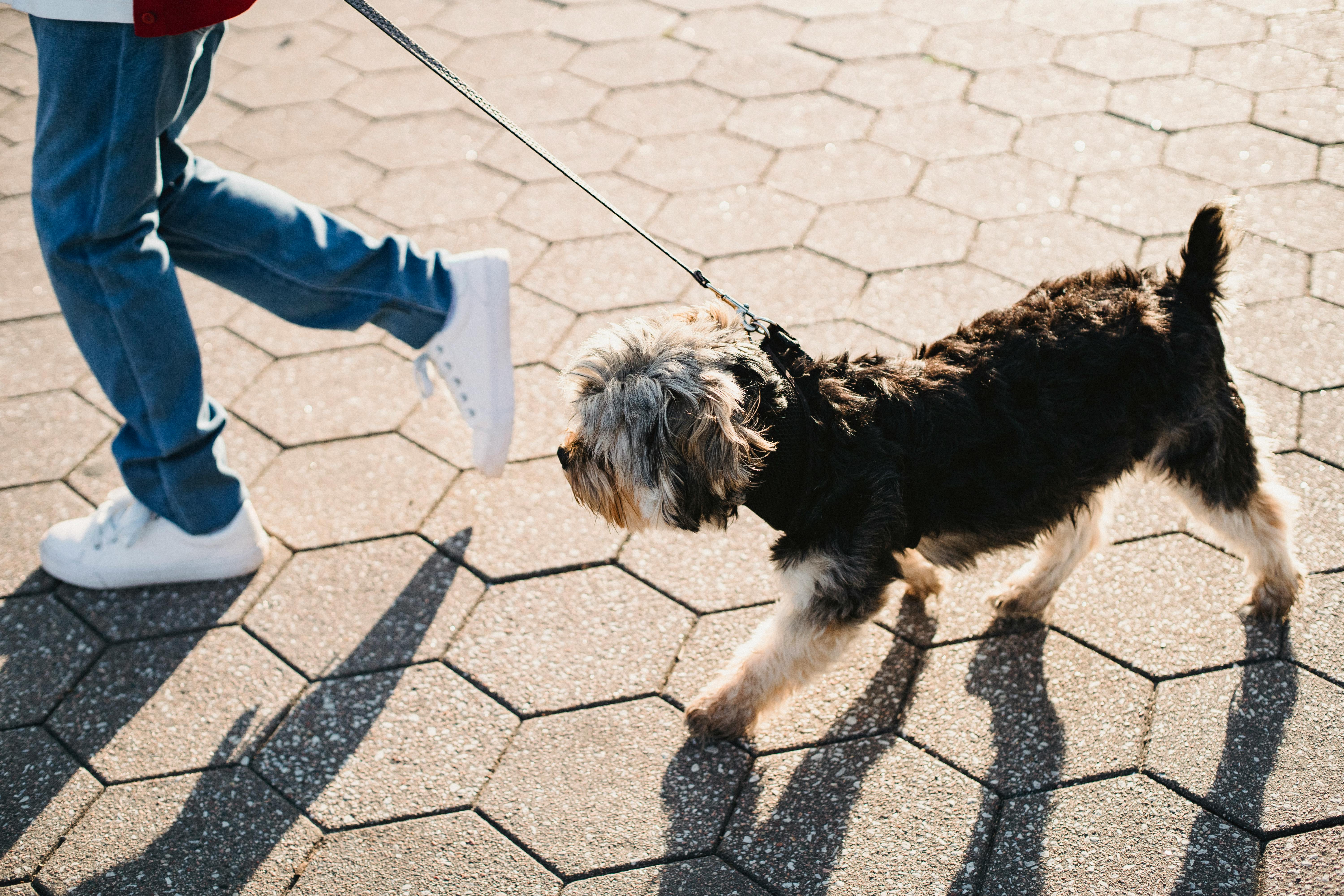 pexels-sam-lion-chien en laisse.jpg
