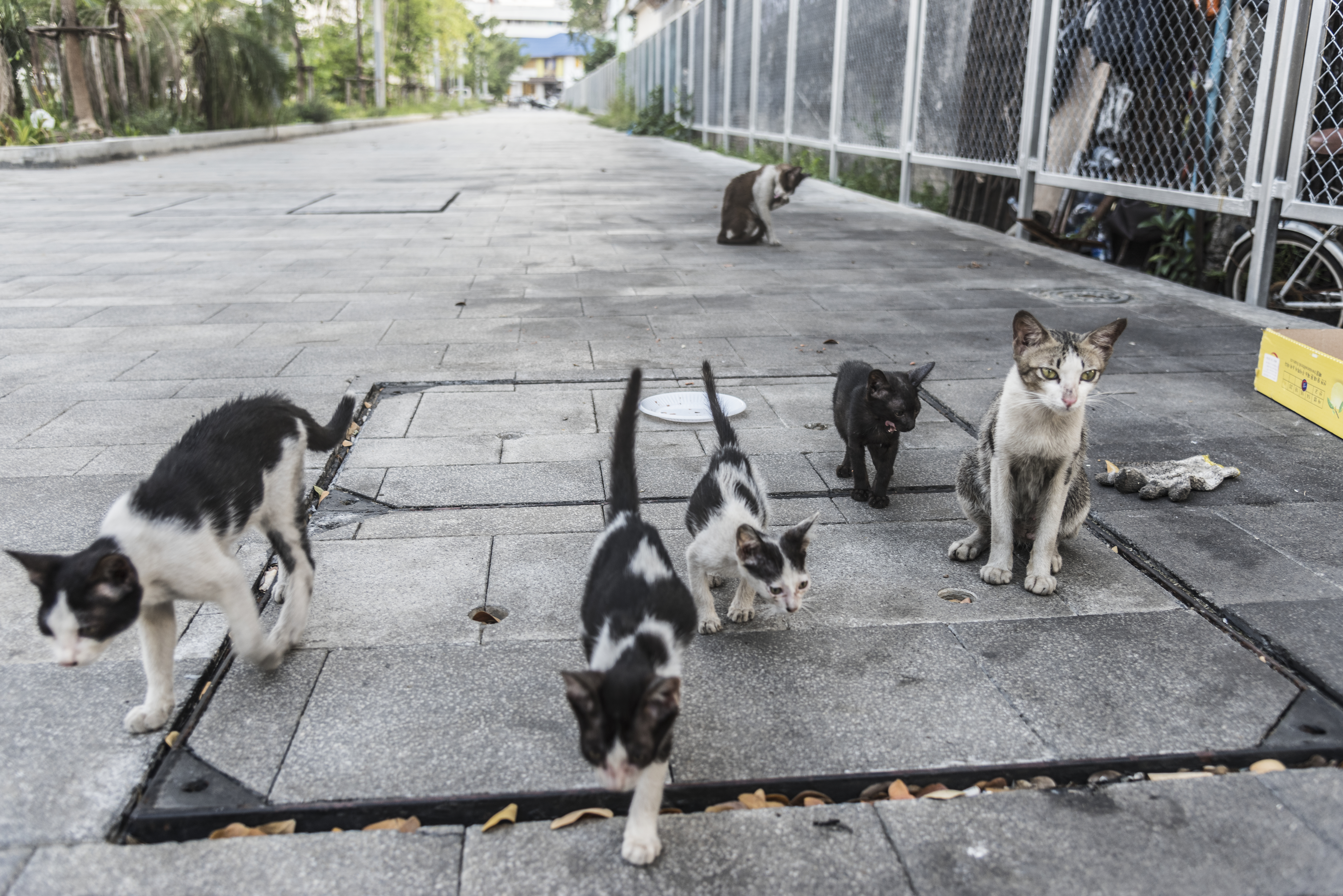 group-cute-street-cats-kittens.jpg