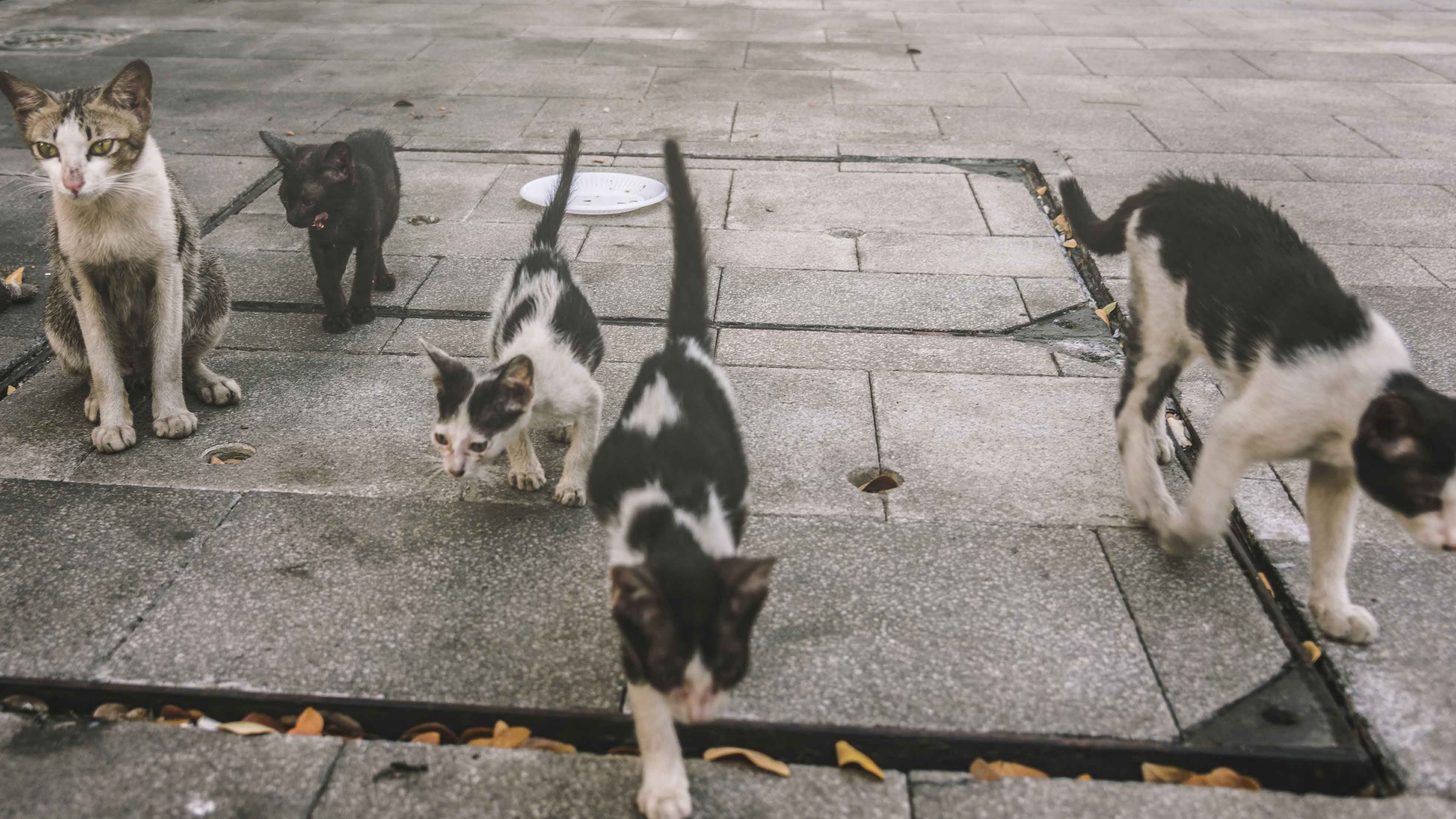 groupe-chats-chatons-rue-mignons.jpg