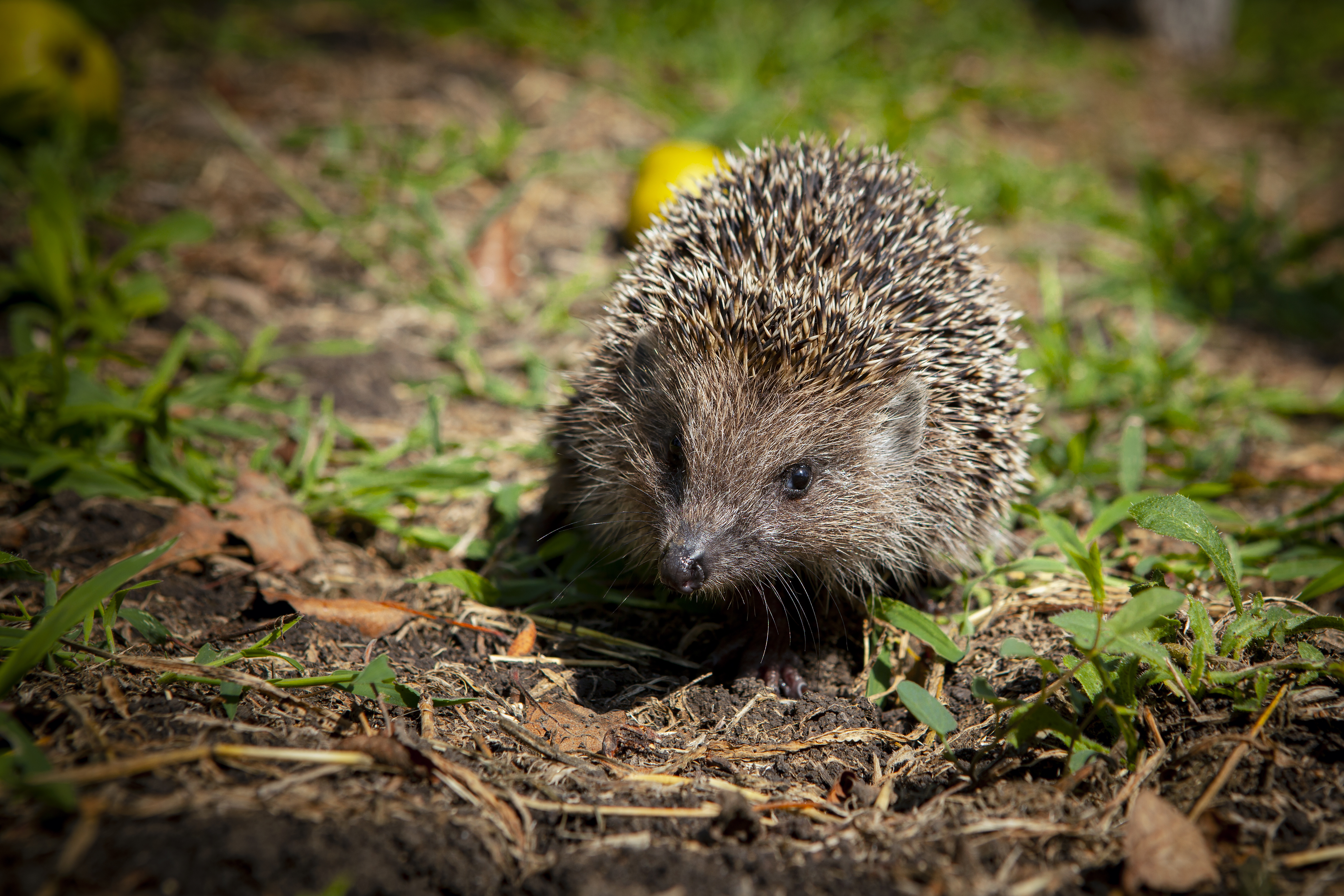 hedgehog-in-the-garden-filmed-in-the-kuban.jpg