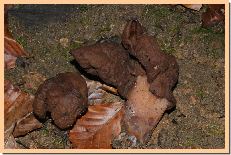 gyromitra infula2.jpg