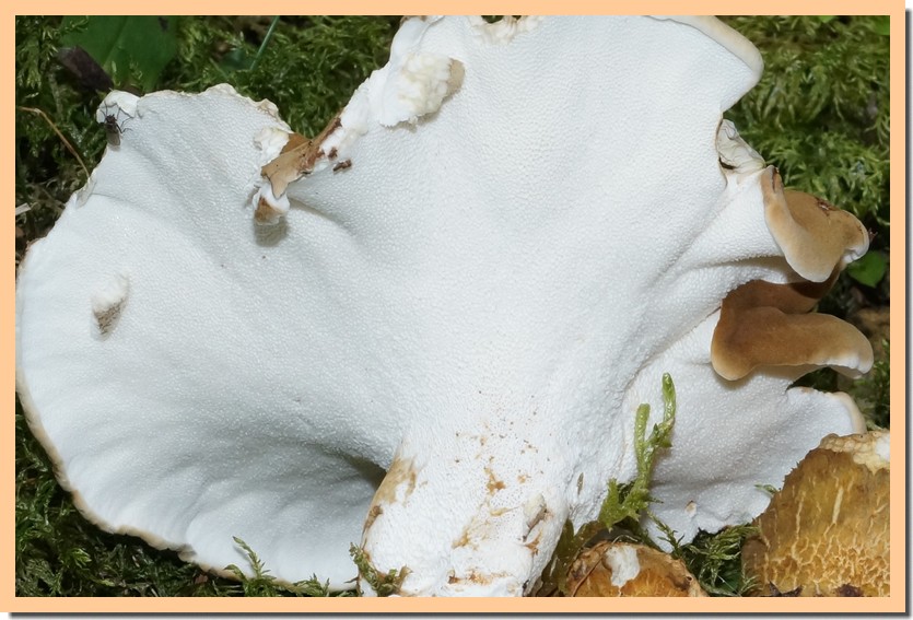 albatrellus cristatus 14.jpg