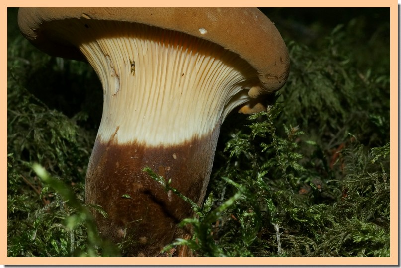 paxillus atrotomentosus 15.jpg