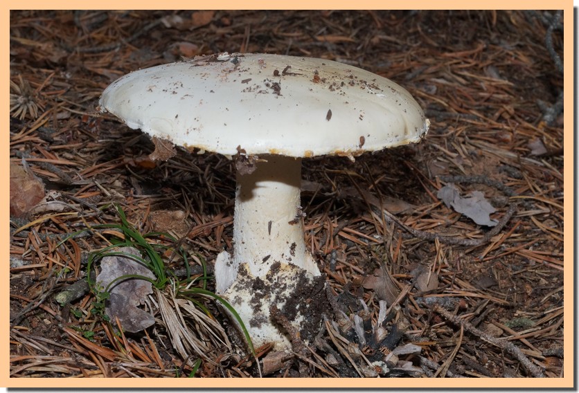 amanita ovoïdea 15.jpg