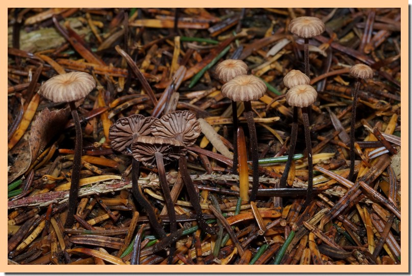 marasmiellus perforans 16.jpg