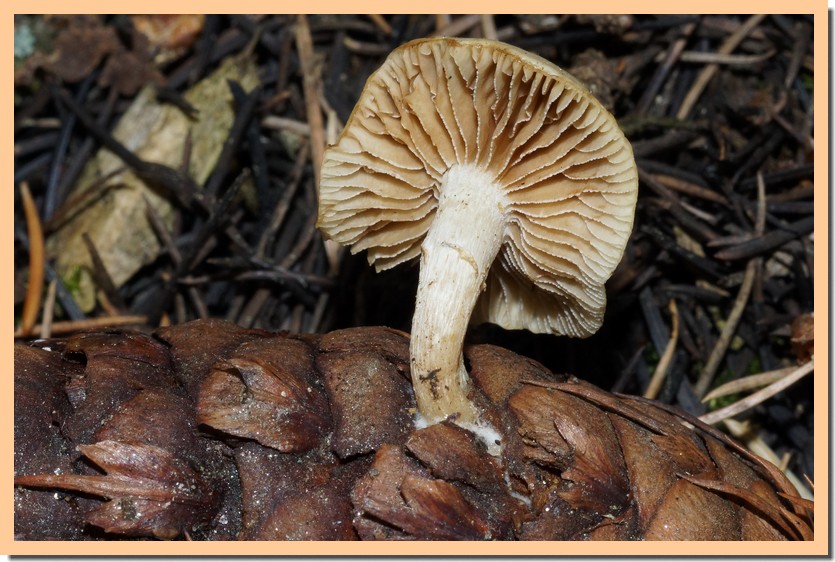 meottomyces dissimulans 24.jpg