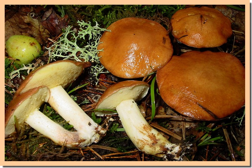 suillus granulatus.jpg