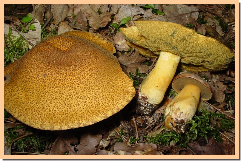 suillus variegatus.jpg