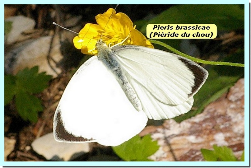 Pieris brassicae1 _Pieride du chou_.jpg