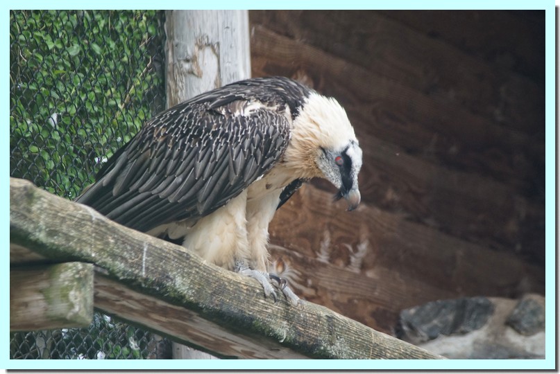 gypaète barbu 2.jpg