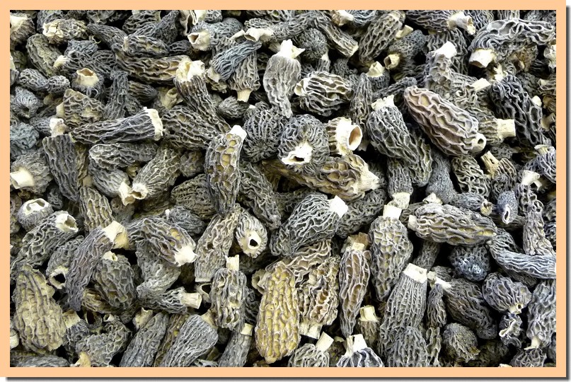 morchella elata 20.jpg