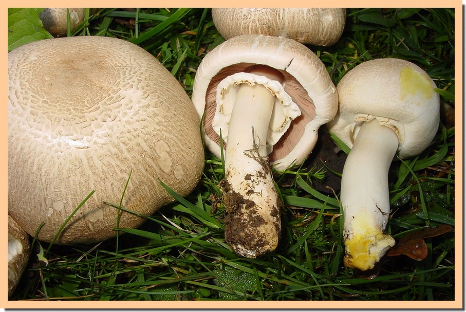 agaricus xanthoderma.jpg