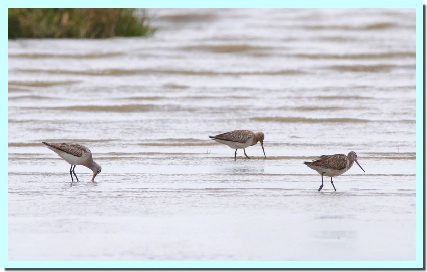 barge à queue noire.jpg