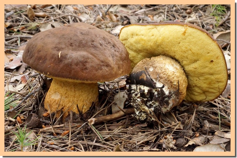 leccinum lepidum.jpg